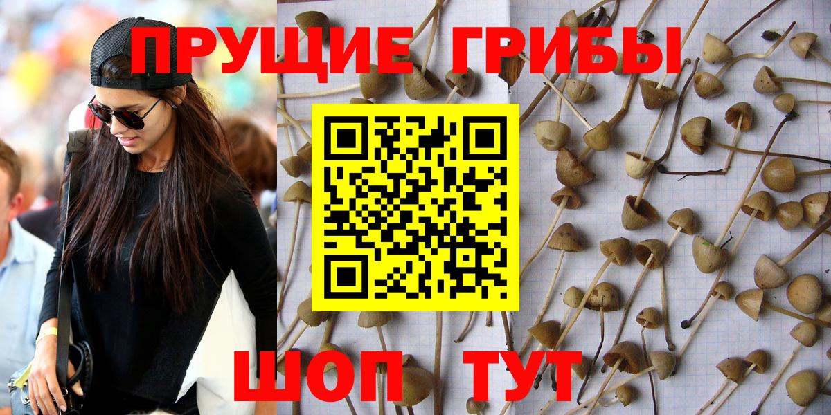 Галлюциногенные грибы мицелий  Псилоцибиновые грибы мицелий  Вход с VPN  Избербаш 